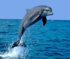 пазл Дельфин